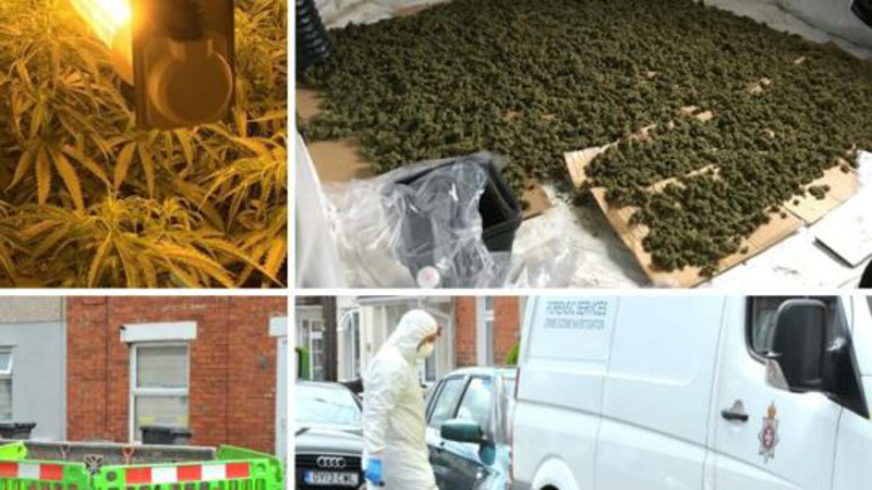 EMRAT/ Arrestohen 3 shqiptarë, punonin në një fermë kanabisi me vlerë 500.000 £