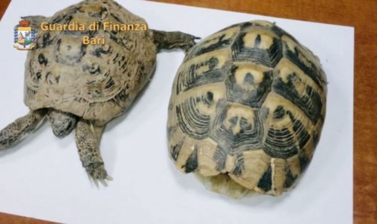 Arrestohet shqiptari në Itali, i gjejnë dy breshka të rralla në bagazhin e makinës