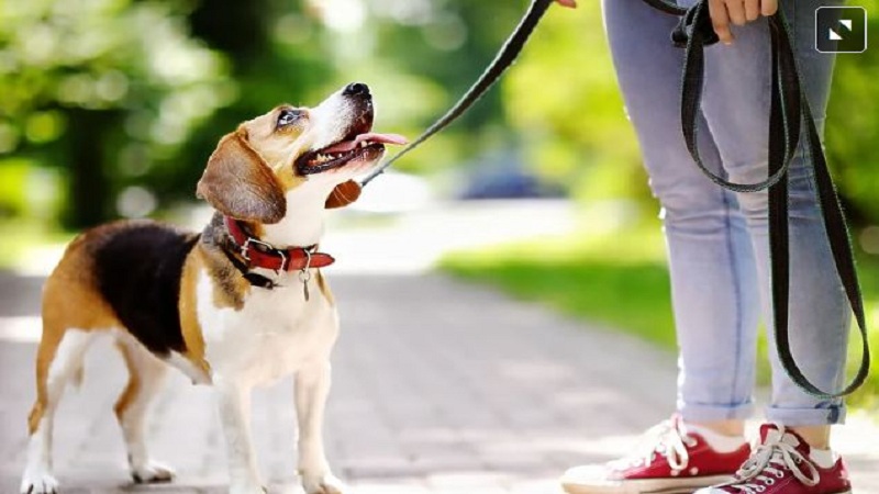 Për herë të parë në Bosnje, COVID transmetohet nga njeriu tek qeni