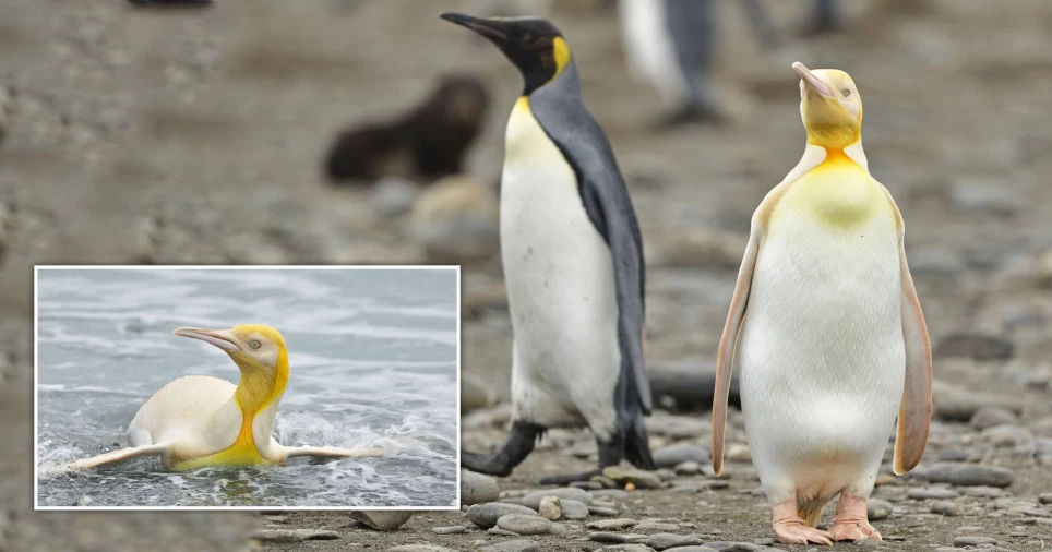 Pinguini i verdhë i panjohur më parë, kapet nga fotografët