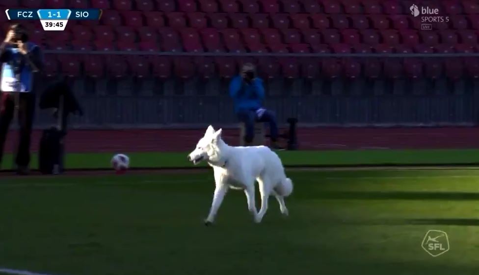 Qeni i presidentit futet në fushë dhe ndërpret ndeshjen 