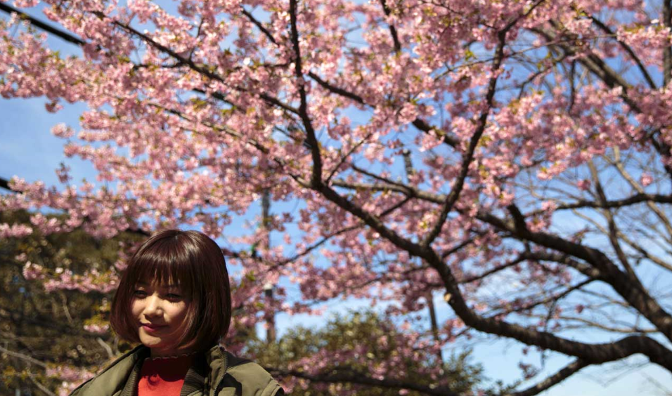 Kundrejt pandemisë, japonezët shijojnë lulen e qershisë