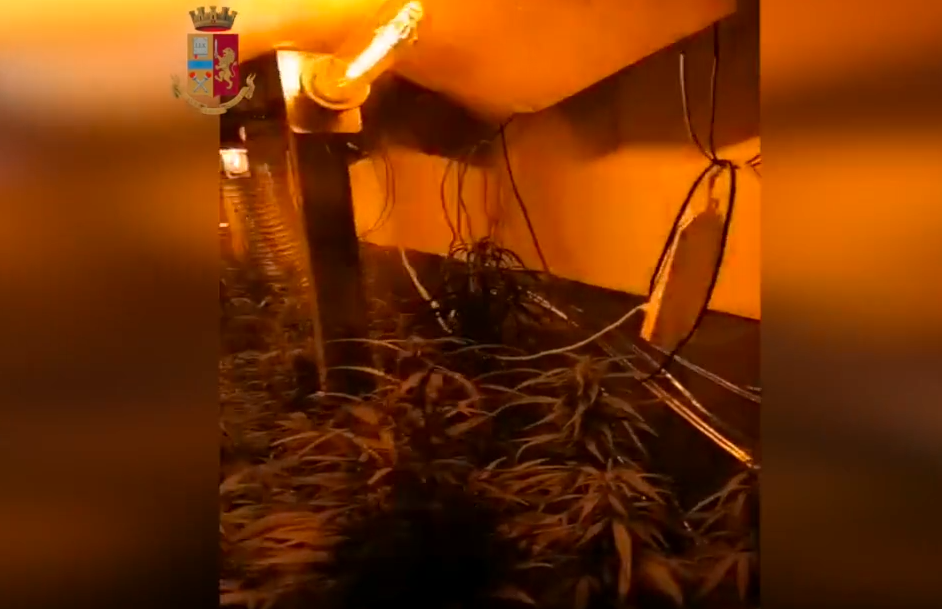 Bien në pranga 6 shqiptarë, e kishin kthyer shtëpinë në fermë kanabisi