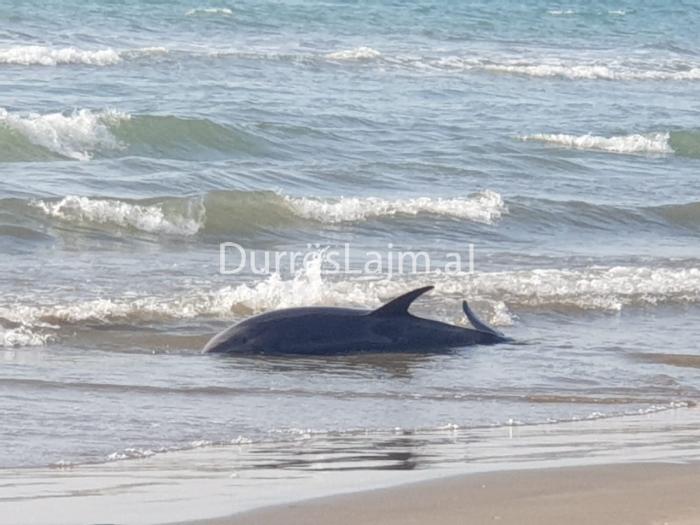 Durrës, dallgët e detit nxjerrin një delfin të ngordhur (FOTO)