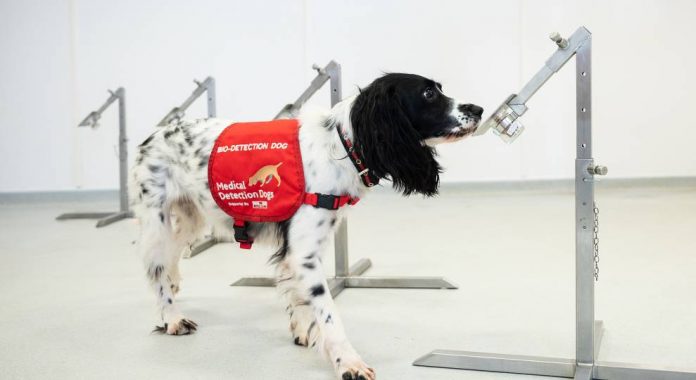 Qentë e stërvitur do të nuhasin COVID-19