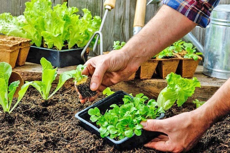 Bimët që duhet të mbillni në muajin mars