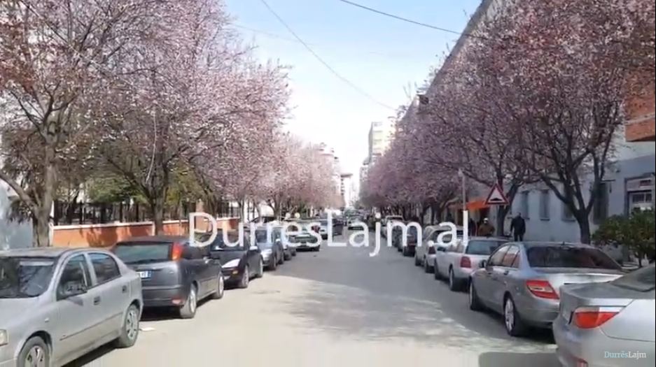 Pranvera ulet këmbëkryq në Durrës, “shpërthejnë” lulet e pemëve dekorative (VIDEO)