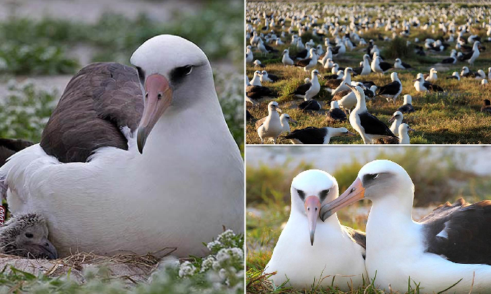 Zogu më i moshuar i botës çel vezën në moshën 70-vjeçare