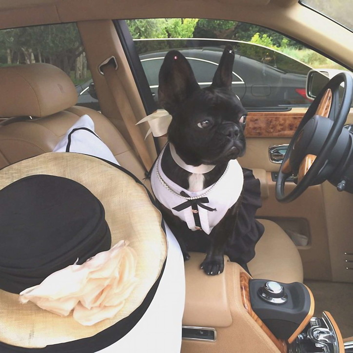 Arrestohen hajdutët e qenve të Lady Gaga