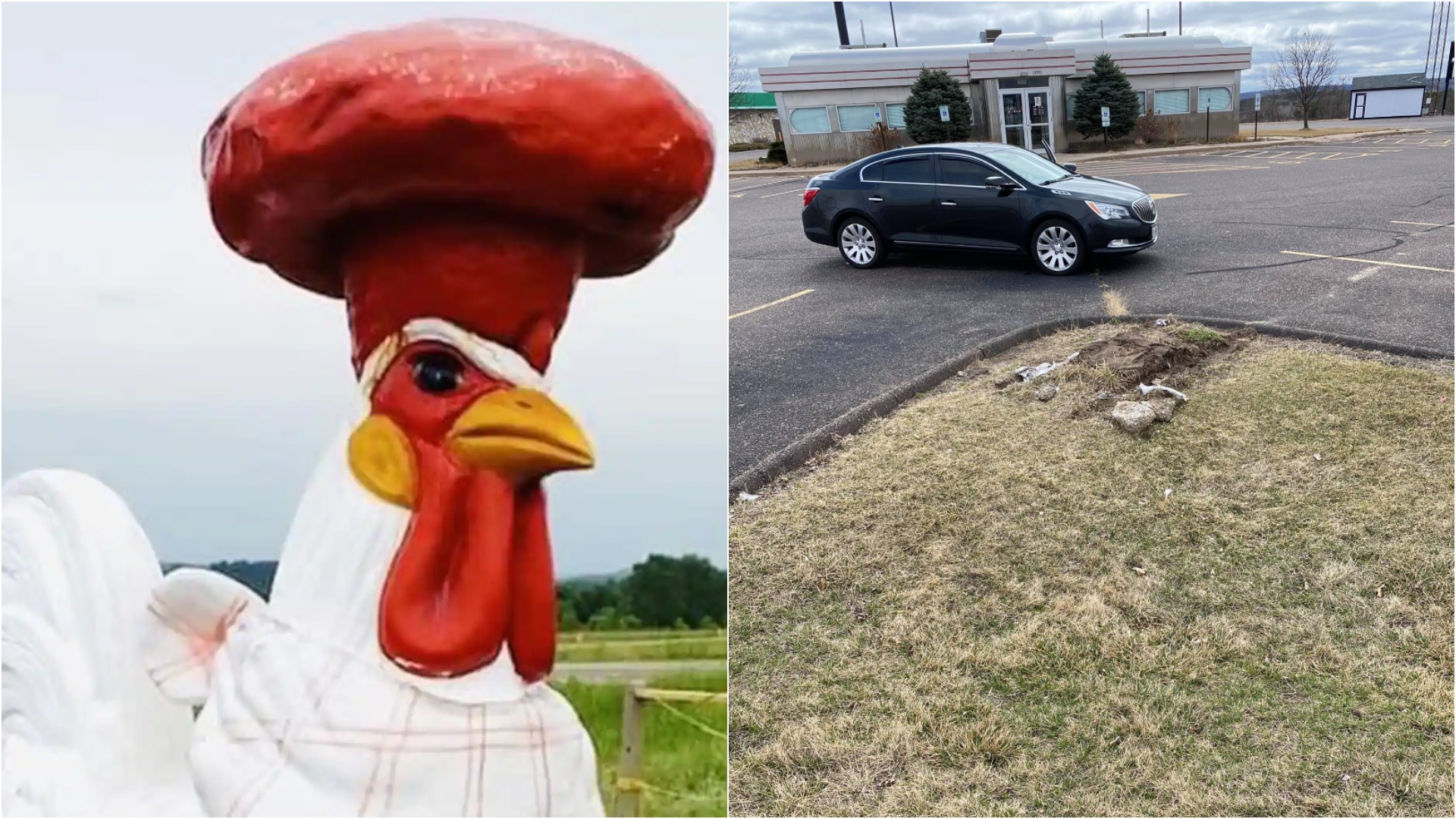 Pronari shqiptar në SHBA vë 1.000 dollarë shpërblim për gjelin e vjedhur