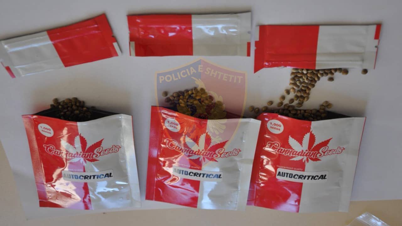 Sekuestrohen 3 mijë fara kanabisi, arrestohet 26-vjeçari në kërkim, e pëson edhe një tjetër