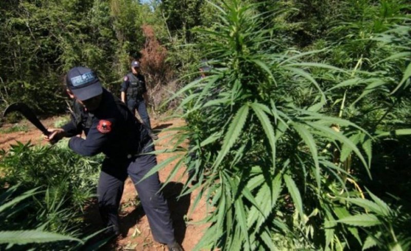 Operacioni antidrogë i organizuar në Krujë, VOA: Në dy vitet e fundit ka pasur rritje të kultivimit të kanabisit