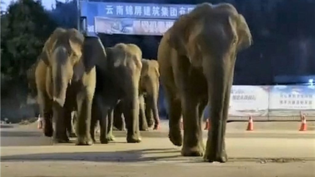 Qyteti merret peng nga “banda e elefantëve”