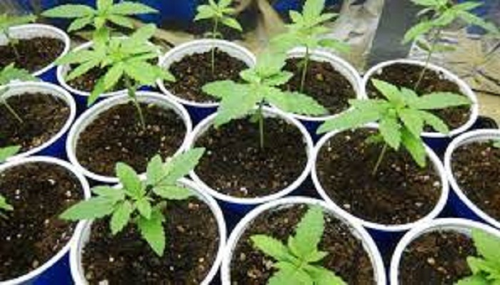 Po mbillnin kanabis në brendësi të ullishtës, arrestohen dy autorët