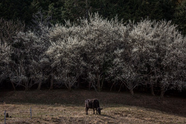Qeniet që i ndjejnë tërmetet para se të ndodhin