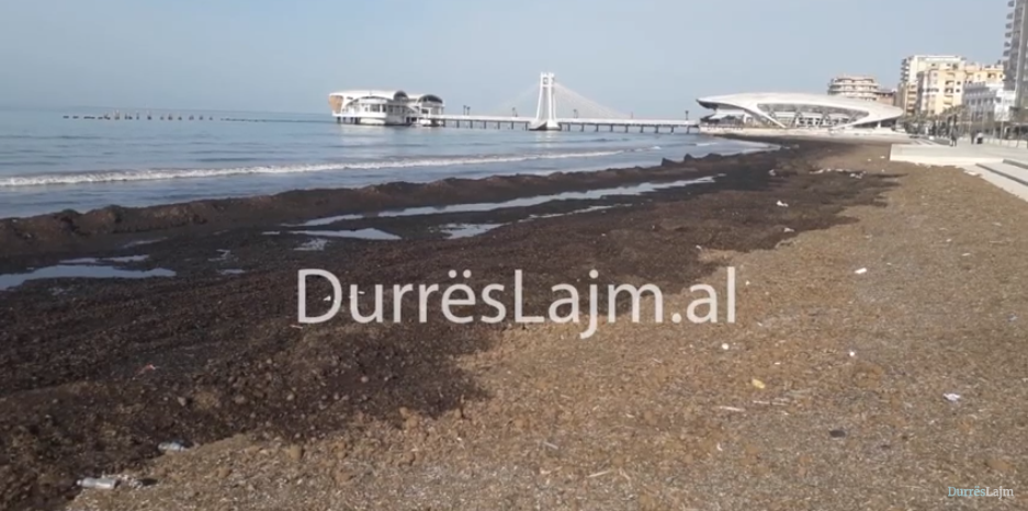 Grumbujt me leshterikë “pushtojnë” shëtitoren “Taulantia” (VIDEO)