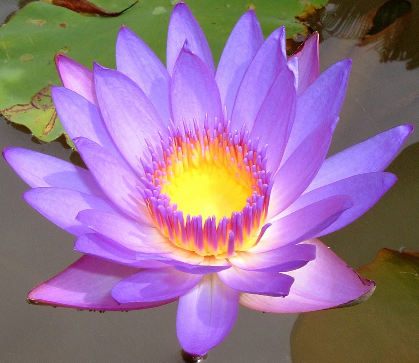 Lulja e lotusit – simboli i ringjalljes dhe i meditimit