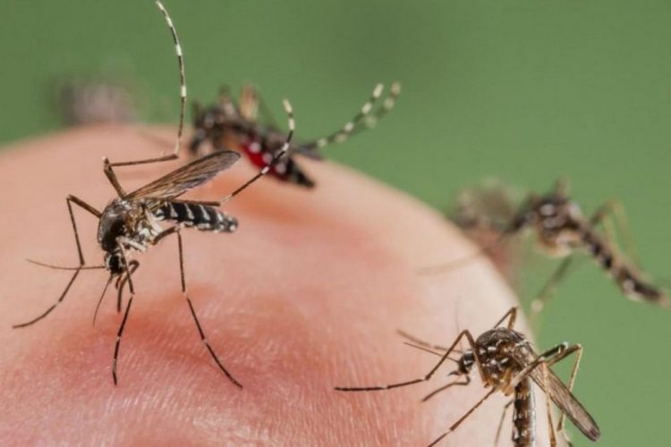 Përse mushkonjat na bëjnë zhurmë në vesh?