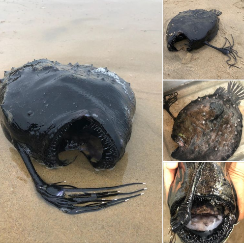 Peshku “alien” del në breg i padëmtuar, jeton në rreth 1000 m thellësi (FOTO)