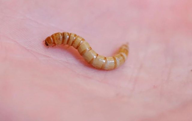 Restoranti që servir ushqimin e së ardhmes: Insektet