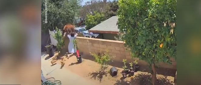 Si një “SpiderMan” as nuk e mendon dy herë, adoleshentja përleshet me arushën e cila i’u vërsul qenve të saj (Video)