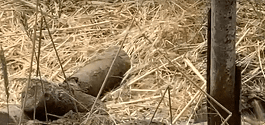 Gjenden disa predha luftarake gjatë punimeve në shtratin e lumit