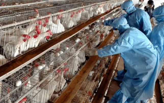 Gripi i shpendëve, Ministria e Buqësisë merr vendimin për mbylljen e tregjeve në vend