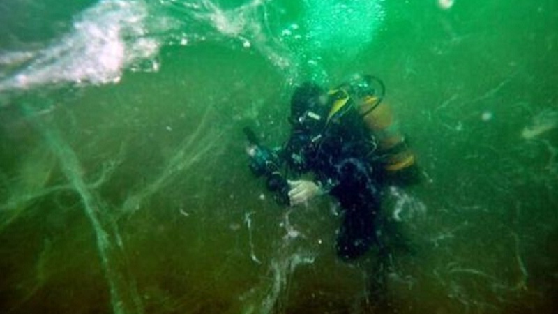 &#8220;Diçka nuk shkon në rregull!&#8221; Alga aliene po pushton ujërat e Turqisë