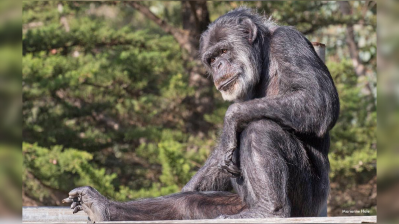 Ngordh shimpanzeja më e vjetër në kopshtet zoologjike të Amerikës së Veriut
