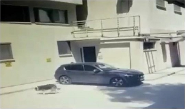 Shtypi qëllimisht qenin me makinë në Durrës, policia shpall në kërkim autorin