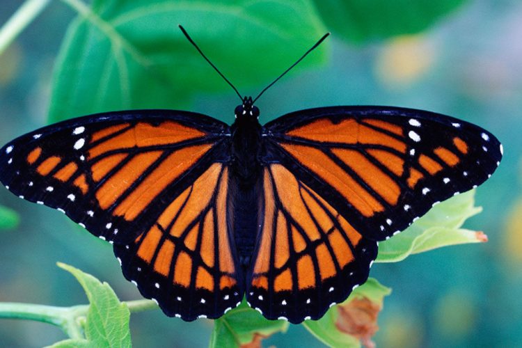 Kolumbia shpallet zyrtarisht parajsa e fluturave në botë