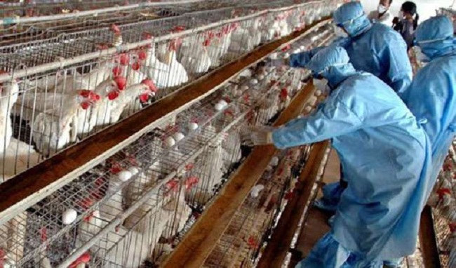 Rreziku nga përhapja e gripit H5N8/ Shqipëria vendos embargo të shpendëve nga 14 shtete