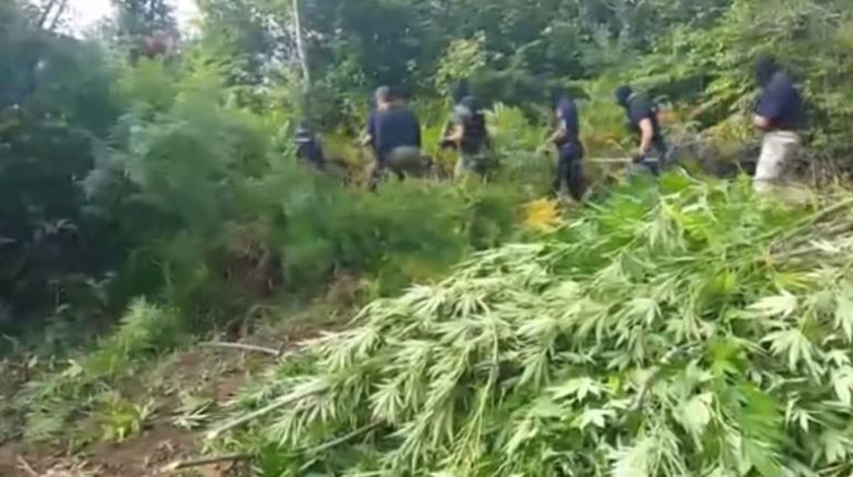 Operacioni antikanabis në zonën e Krujës, merret vendimi për 13 të arrestuarit, ja kush u la i lirë (EMRAT)