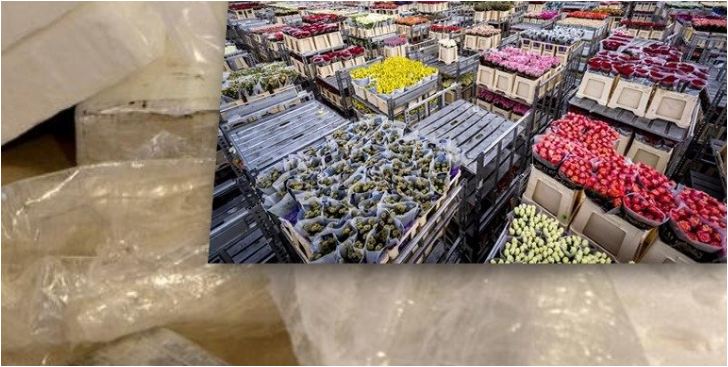 Trafikonin kokainë mes luleve nga Hollanda drejt Anglisë, arrestohen dy shqiptarët