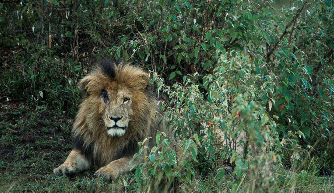 Ngordh luani më i famshëm i Afrikës, njihej si “Scarface”