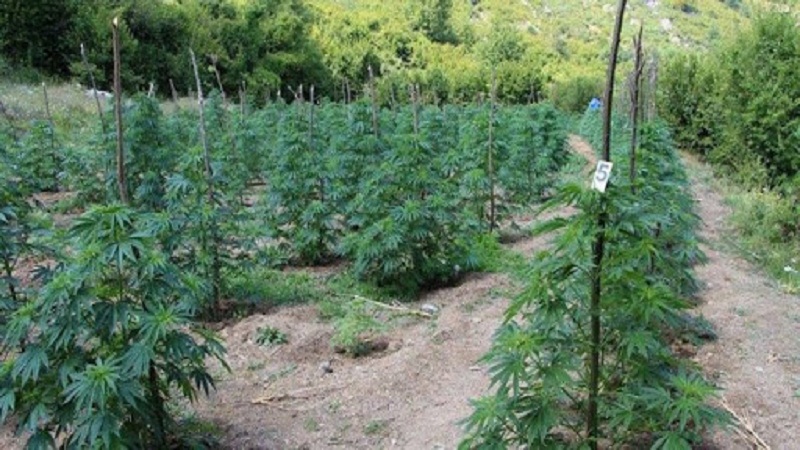 Tentuan të kultivonin kanabis, arrestohen 3 persona, shpallen në kërkim 2 të tjerë