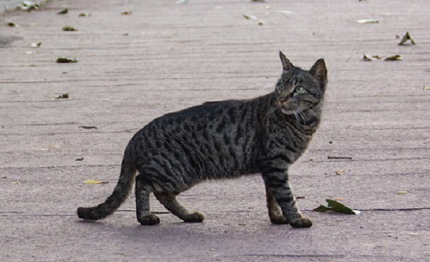 Vrau dhe hodhi në plehra macen, prangoset dhe gjobitet me 30 mijë euro