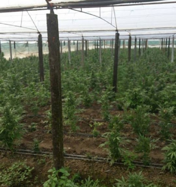 FNSH e RENEA zbarkojnë në Lezhë, zbulojnë serë me kanabis