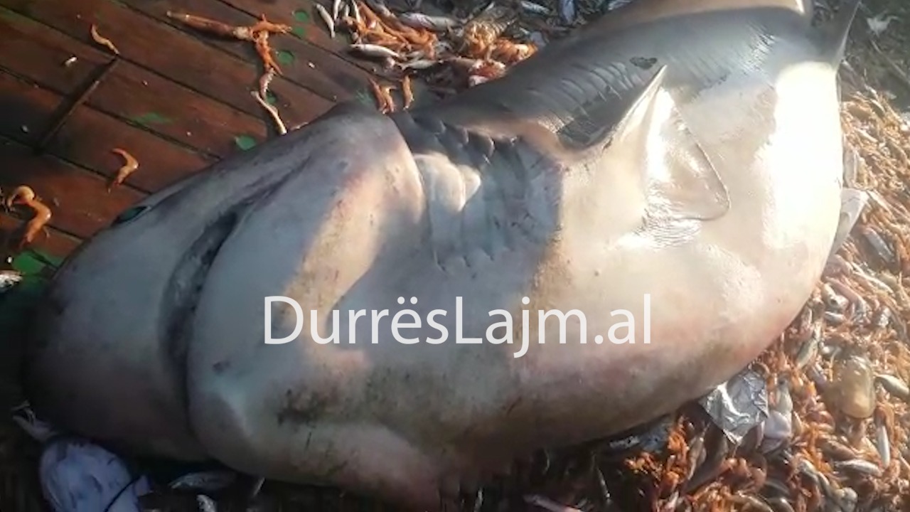 Peshkatarët e Durrësit kapin peshkaqenin me peshë 650 kg (VIDEO)