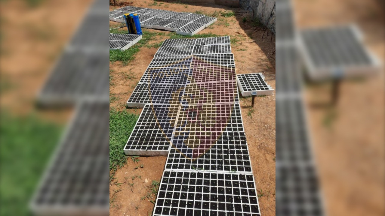 Përshtati banesën e tij për kultivimin e bimëve narkotike, arrestohet 38-vjeçari në Shijak