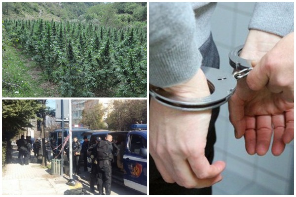 Lejuan kultivimin e kanabisit, prokuroria dhe SHÇBA merr në hetim 20 funksionarë vendorë dhe të policisë