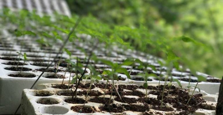 Po ujiste fidanët e kanabisit, arrestohet 44-vjeçari, nën hetim dy persona