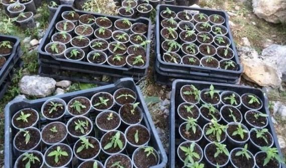 I gjetën fidanë kanabisi në gota plastike, shpallet në kërkim 31-vjeçari, arrestohet dhe kryeplaku i fshatit