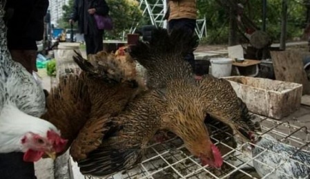 Konfirmohet rasti i parë me grip shpendësh në Shkodër, asgjësohen 130 krerë