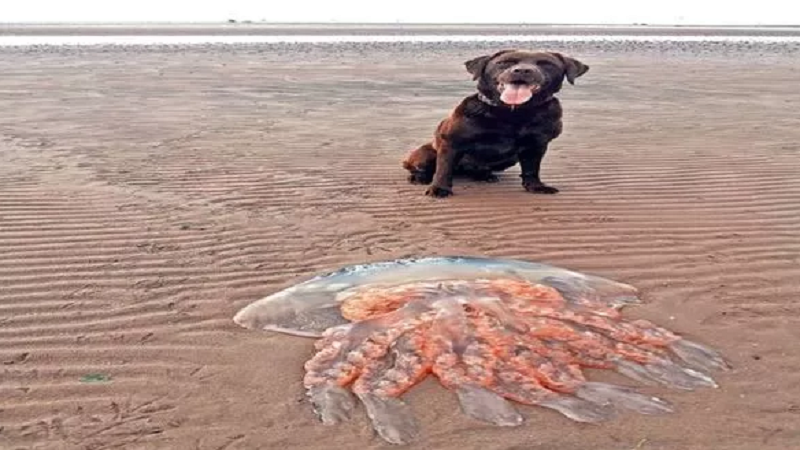 Kandili gjigant del në breg