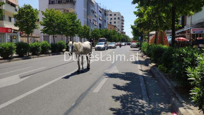 Kali qëndron në mes të rrugës në Durrës, makinat i kalojnë anash (VIDEO)