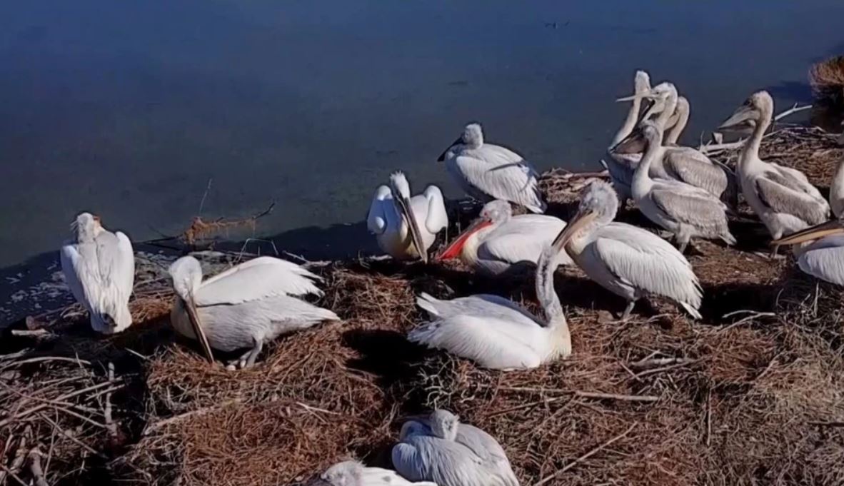 Pandemia rriti numrin e “pelikanëve kaçurrel” në Shqipëri