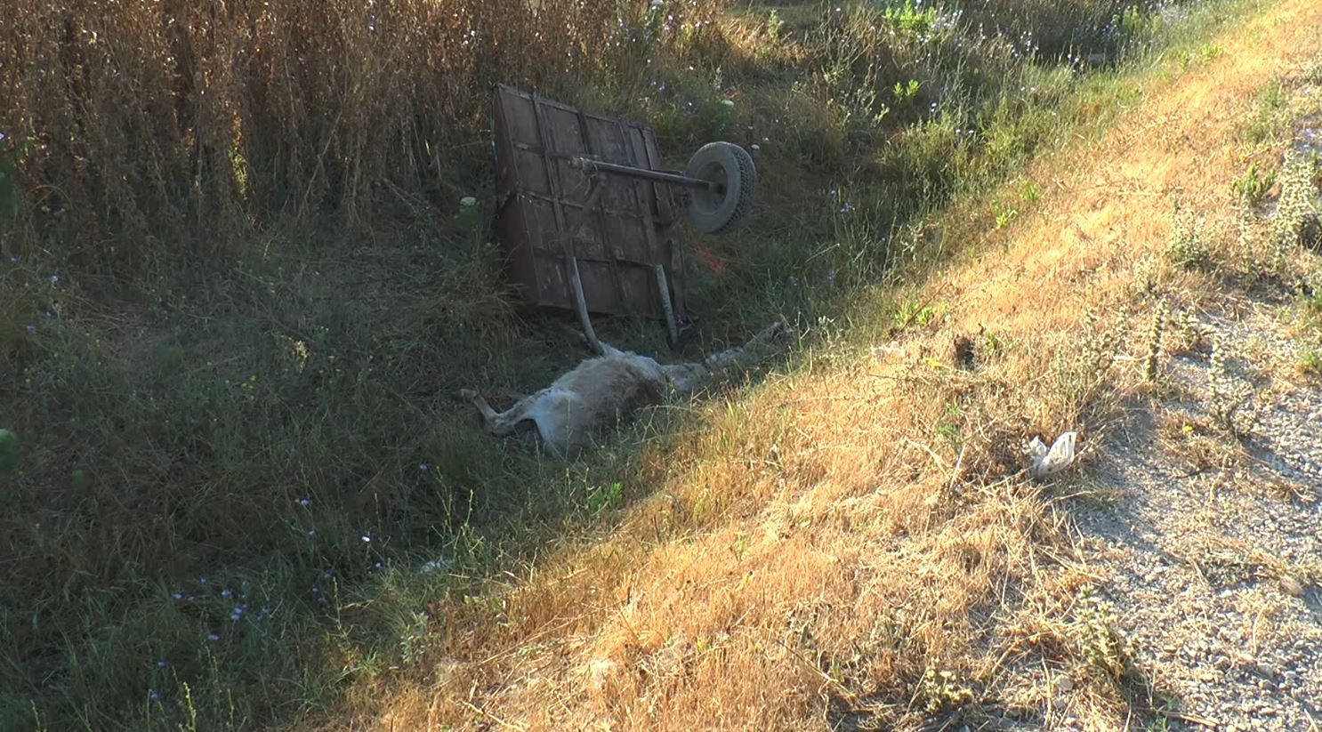 Furgoni përplaset me karrocën e gomarit, ndërron jetë 77-vjeçari