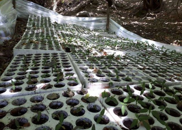 Njërit iu gjet kanabis në shtëpi, tjetrit iu zbuluan fidanë me drogë në një parcelë, arrestohen dy persona