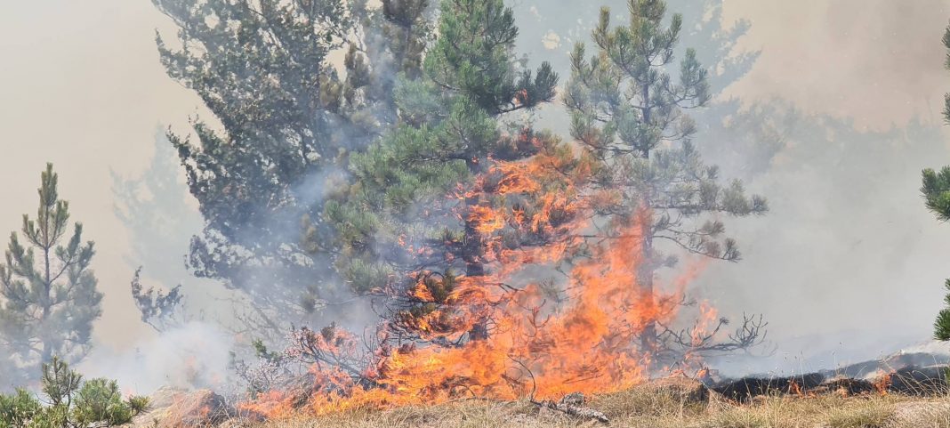 Dogji me zjarr një sipërfaqe pylli, shpallet në kërkim 20-vjeçari
